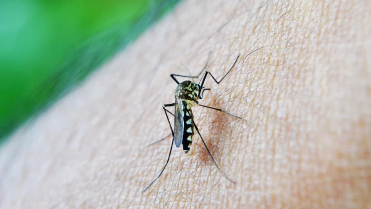 Ministério da Saúde dengue