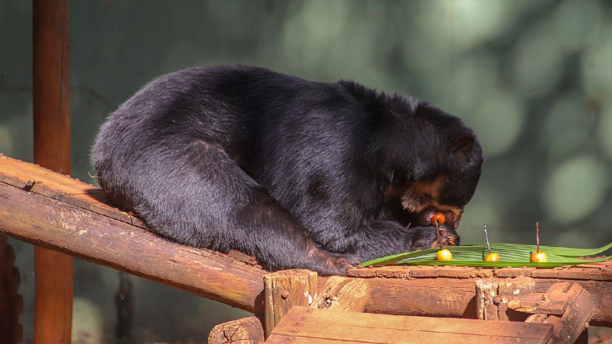 Urso-de-óculos Renan