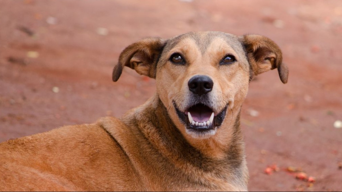 Adoção de cães resgatados