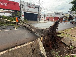 Árvore cai e bloqueia trecho da avenida Francisco Junqueira