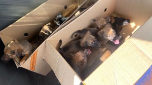 Equipe da GCM resgata 11 filhotes de cachorro deixados em área de mata em Cruz das Posses