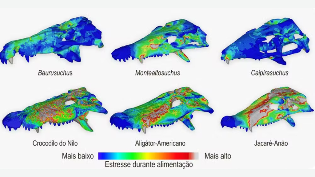 Estudo com fósseis de Monte Alto revela que crânios de crocodilos antigos eram mais resistentes