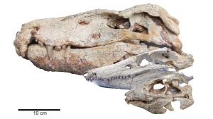 Estudo com fósseis de Monte Alto revela que crânios de crocodilos antigos eram mais resistentes
