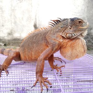 Iguana