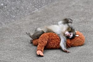 Caso do macaquinho Punch inspira reflexão sobre gestão e liderança nas empresas - David Mareuil/Anadolu via Getty Images