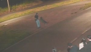 Homem atira contra cachorro em Ituverava (SP) e polícia investiga caso de maus-tratos - Reprodução