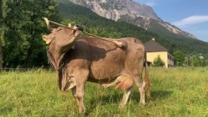 Vaca escolhia que parte da vassoura usar para se coçar