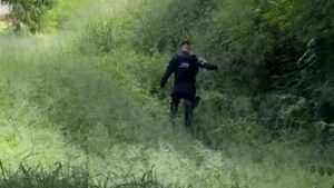 Procura cachorra vítimas maus-tratos