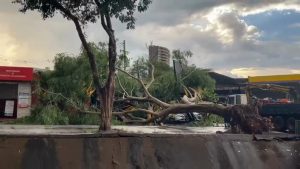 Queda Árvore Francisco Junqueira