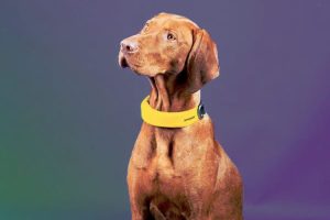 coleira inteligênte pet