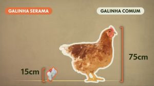Galinha Serama