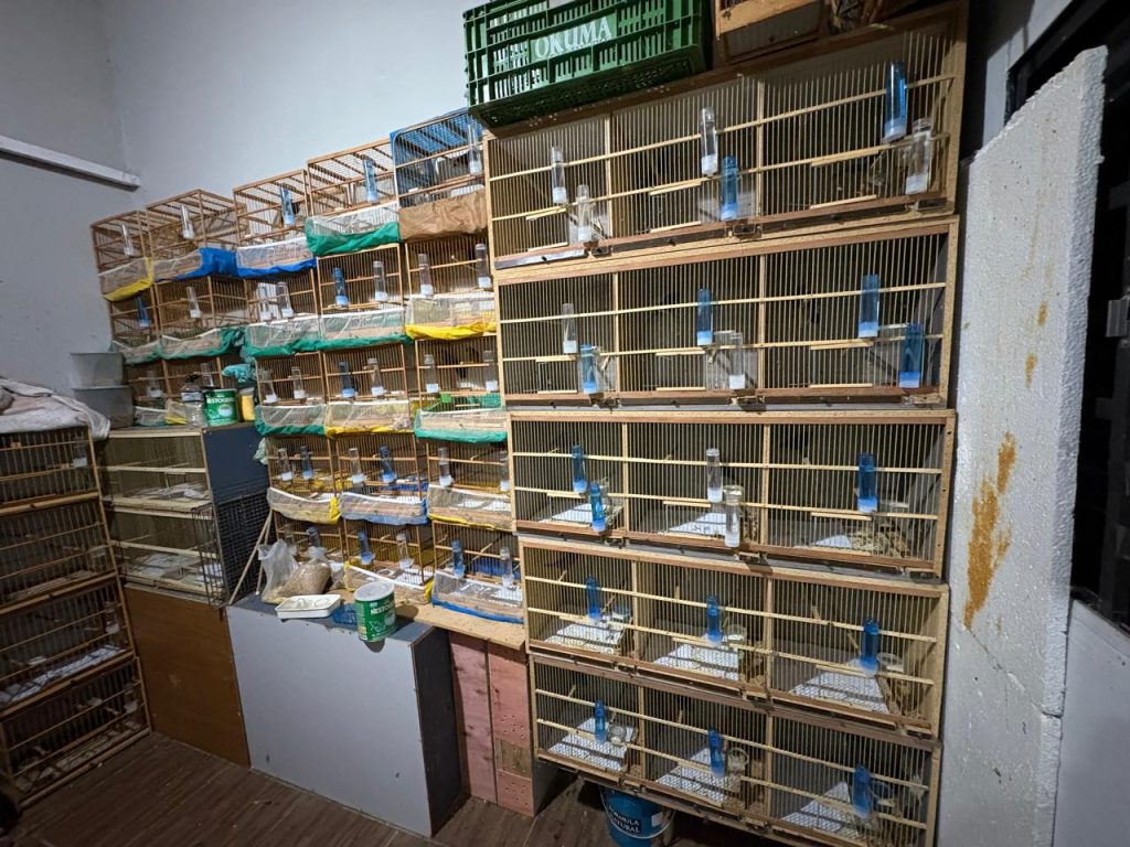 Gaiolas de animais resgatados de tráfico