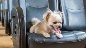 Cachorro ônibus pet