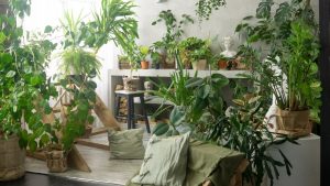 Casa com plantas biofilia